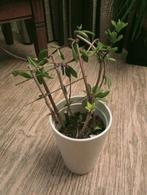 ruil deze kamerplant, Ophalen of Verzenden, Halfschaduw, Minder dan 100 cm