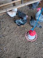 Barnevelders zilvergezoomd, Dieren en Toebehoren, Meerdere dieren, Kip