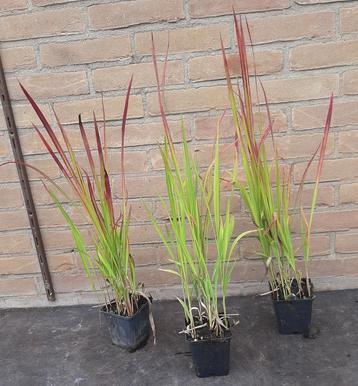 Japans Bloedgras Siergras Imperata cylindrica Red Baron beschikbaar voor biedingen