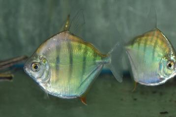 Metynnis fasciatus beschikbaar voor biedingen