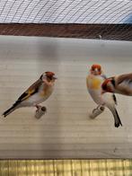 Bont, Mannelijk, Wildzangvogel