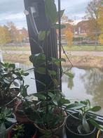 Vet plant met pot €10, Huis en Inrichting, Kamerplanten, Ophalen, Halfschaduw, Minder dan 100 cm