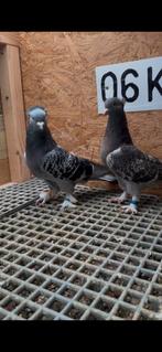 Takla, Dieren en Toebehoren