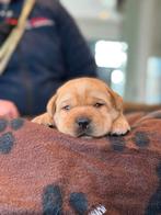 Mooie Gele/ Redfox Labrdor Pups Te Koop!, Nederland, CDV (hondenziekte), 8 tot 15 weken, Labrador retriever