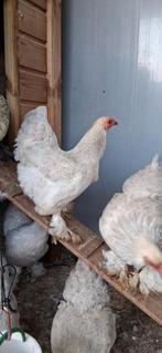 Brahma kriel Isabelpatrijs, Dieren en Toebehoren, Vrouwelijk, Kip