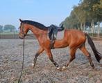 3 jarige ruin v. Ferguson, Gechipt, Ruin, Dressuurpaard, Zadelmak