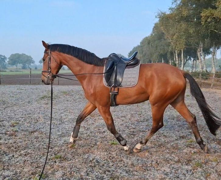 3 jarige ruin v. Ferguson, Dieren en Toebehoren, Paarden, Ruin, Zadelmak, 170 tot 175 cm, 3 tot 6 jaar, Dressuurpaard, Met stamboom