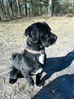 Dekreu boomer mix poedel, Particulier, 3 tot 5 jaar, Reu, Nederland