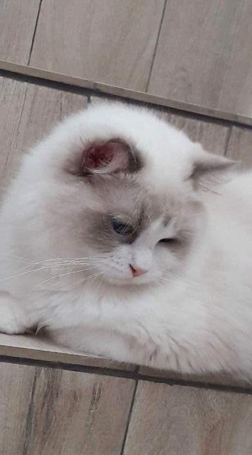 Ragdoll kater mag zo nu en dan uitdekking doen (niet te koop beschikbaar voor biedingen