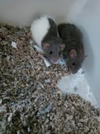 Dwergratten te koop plus alle toebehoren en hok, Dieren en Toebehoren, Knaagdieren, Rat, Mannelijk, November, Tam