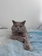 Britse korthaar dekkater lilac + dekkingsgarantie, 3 tot 5 jaar