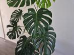 Monstera Deliciosa groot, Huis en Inrichting, Kamerplanten, Ophalen, 100 tot 150 cm, Overige soorten, Halfschaduw
