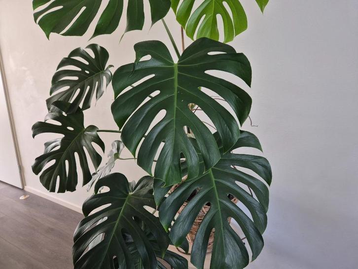 Monstera Deliciosa groot, Huis en Inrichting, Kamerplanten, Overige soorten, 100 tot 150 cm, Groene kamerplant, Halfschaduw, Ophalen