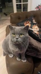 Dekkater beschikbaar — zuivere Britse Korthaar (4 jaar), Dieren en Toebehoren, Katten en Kittens | Overige Katten, Kater, Kortharig