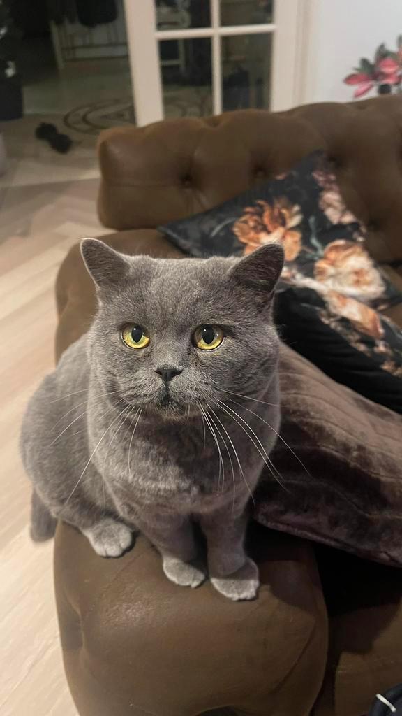 Dekkater beschikbaar — zuivere Britse Korthaar (4 jaar), Dieren en Toebehoren, Katten en Kittens | Overige Katten, Kortharig, Kater