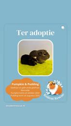 Cavia’s ter adoptie man, Dieren en Toebehoren, Cavia, Augustus, Mannelijk, Tam