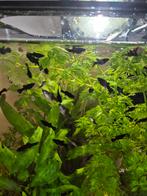 Jonge Black molly's te koop., Dieren en Toebehoren, Vis