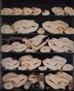 Diverse schedels honden, Ophalen of Verzenden, Zo goed als nieuw, Beeldje of Figuurtje