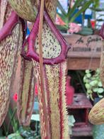 Nepenthes Jumbo XXL p25 (4), Ophalen of Verzenden, Halfschaduw