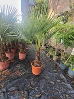 Trachycarpus fortunai winterharde palmbomen, Ophalen of Verzenden, Overige soorten, Volle zon