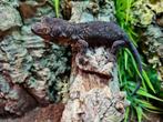 mniarogekko chahoua - Nieuw caledonische gekko, 0 tot 2 jaar, Hagedis