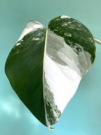 Topkwaliteit gewortelde, witte Monstera Albo Variegata stek, Ophalen, Overige soorten, Minder dan 100 cm