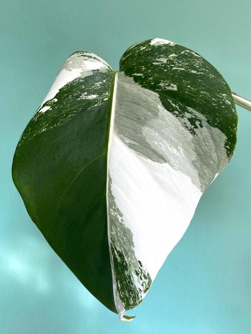 Topkwaliteit gewortelde, witte Monstera Albo Variegata stek, Huis en Inrichting, Kamerplanten, Overige soorten, Minder dan 100 cm