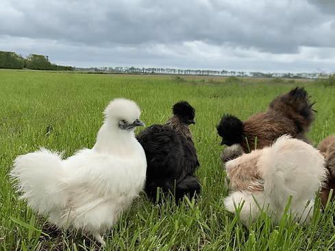 Gezocht als hobbymatig weide kippengrond, Dieren en Toebehoren, Stalling en Weidegang