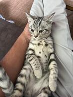 Scottish vold kruising   kater te koop, Kater
