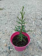 Cipres stricta, Overige soorten, Volle zon, Vaste plant, Ophalen of Verzenden