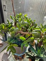 Crassula ovata geldboom met pot, Ophalen of Verzenden, Overige soorten, Volle zon