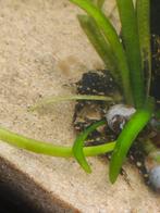 L201 algeneters, Dieren en Toebehoren, Vissen | Aquariumvissen, Vis