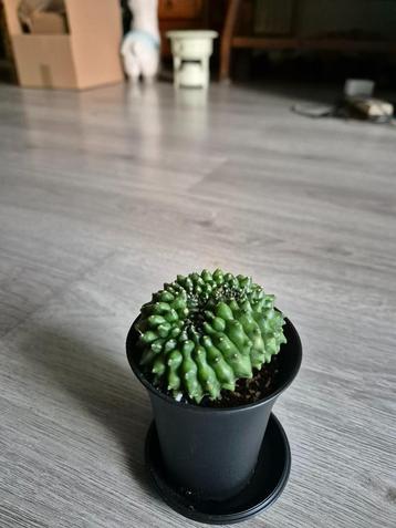 Gymnocalycium Cristata Spineless cactus beschikbaar voor biedingen