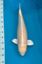 Yamabuki, Karper of Koi