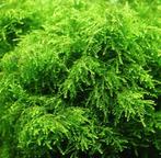 Weeping mos | Aquarium mos garnalen planten aquariumplanten, Dieren en Toebehoren, Vissen | Aquaria en Toebehoren, Ophalen of Verzenden