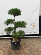 Pinus sylvestris pon pon, Tuin en Terras, Planten | Bomen, Overige soorten, 100 tot 250 cm, Zomer, Ophalen