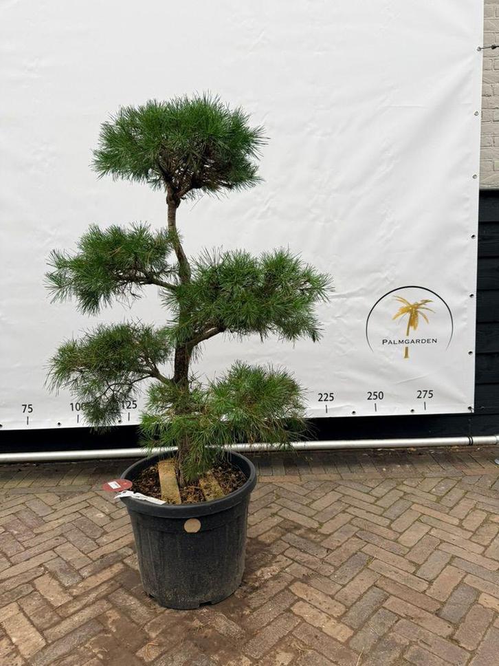 Pinus sylvestris pon pon, Tuin en Terras, Planten | Bomen, Overige soorten, 100 tot 250 cm, Volle zon, Zomer, Ophalen