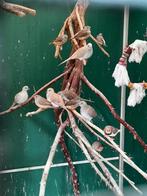 Diamantduifjes, Dieren en Toebehoren, Vogels | Overige Vogels, Meerdere dieren