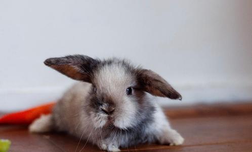 Mooie Minilop x NHD konijntjes, Dieren en Toebehoren, Konijnen, Dwerg, Meerdere dieren, 0 tot 2 jaar, Hangoor