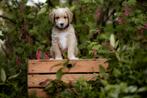 Bernedoodles pups, Dieren en Toebehoren, Honden | Niet-rashonden, Meerdere, 8 tot 15 weken, Meerdere dieren, Middel