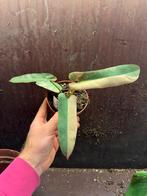 Philodendron Atabapoense Variegata - Zeldzame Schoonheid!, Huis en Inrichting, Kamerplanten, Overige soorten, In pot, Minder dan 100 cm