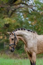Valk allround merrie pre x lusitano, Dieren en Toebehoren, 3 tot 6 jaar, L, Recreatiepony, Merrie
