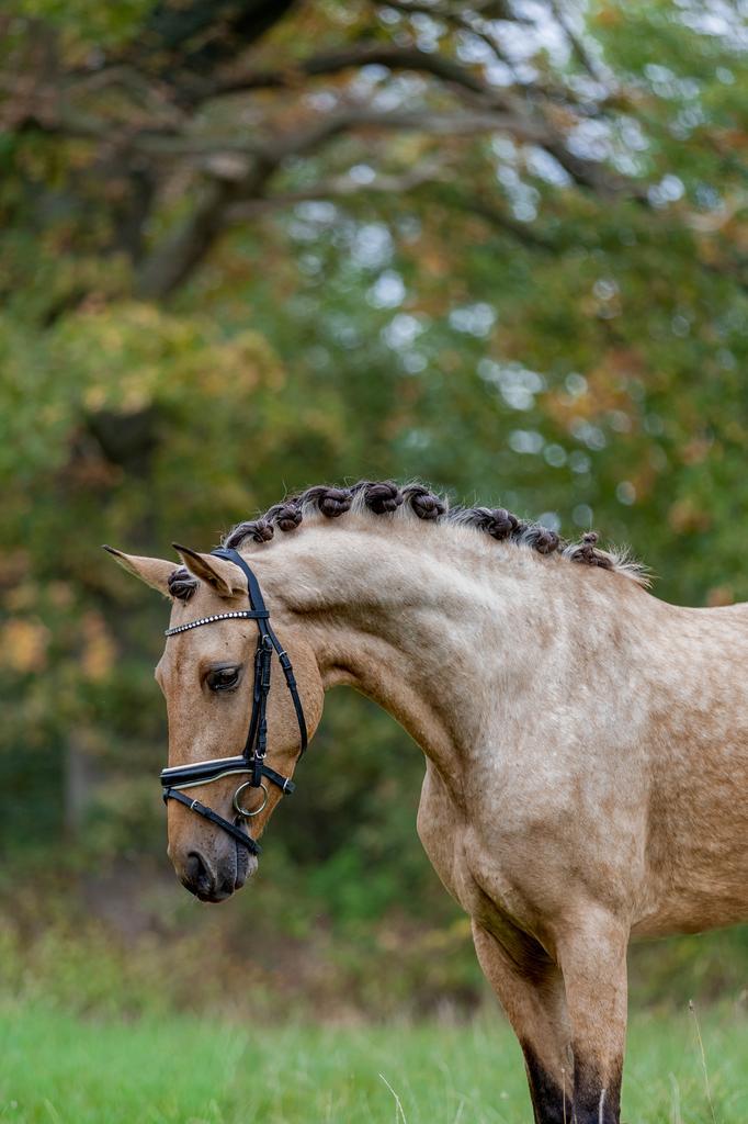 Valk allround merrie pre x lusitano, Dieren en Toebehoren, Pony's, Merrie, L, E pony (1.48m - 1.57m), Recreatiepony, 3 tot 6 jaar