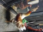 Haan tekoop, Dieren en Toebehoren, Mannelijk, Tam