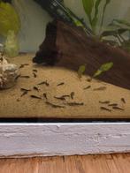 Jonge algeneters., Dieren en Toebehoren, Vissen | Aquariumvissen, Vis, Zoetwatervis