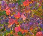 Leuke hartjesboom (Cercidiphyllum japonicum), Overige soorten, Ophalen of Verzenden