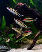 Denison barb | Dawkinsia Denison II | Torpedo Barbeel, Dieren en Toebehoren, Vis, Zoetwatervis, Schoolvis