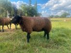 Blauwe Texelaar ram, Dieren en Toebehoren, Schapen, Geiten en Varkens, Mannelijk, Schaap