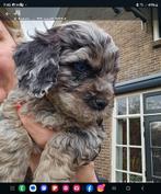 Mini australian merle labradoodle pups 35/ 40 cm., Overige rassen, 8 tot 15 weken, Meerdere dieren, Eén hond