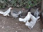 jonge hollandse krielen, Dieren en Toebehoren, Pluimvee, Meerdere dieren, Kip